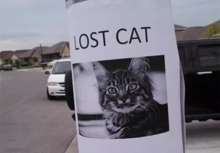 猫咪走丢了最有效的寻找方法,寻找走丢的猫猫