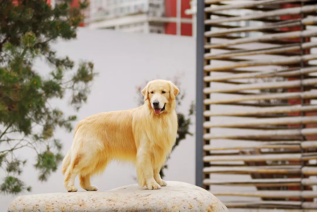 怎么挑选一只金毛幼崽,如何挑选小金毛犬