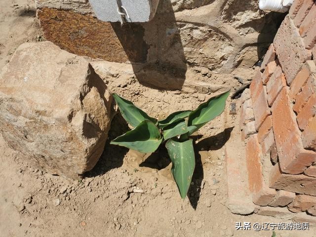 锦州96岁老人独居荒村，靠发电机生活，至今耳不聋，眼不花