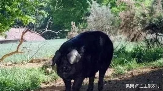 中国市场价格最贵的猪,现实生活中最贵的猪肉多少钱一斤