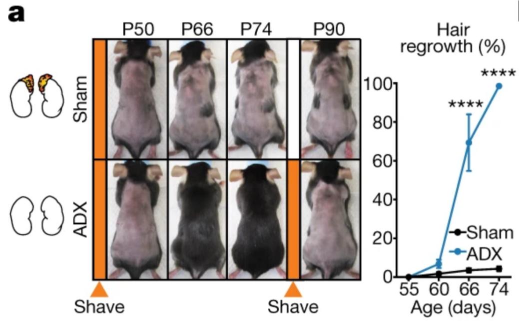 激动哭…科学家找到压力致秃的真相,头秃的你有救了!
