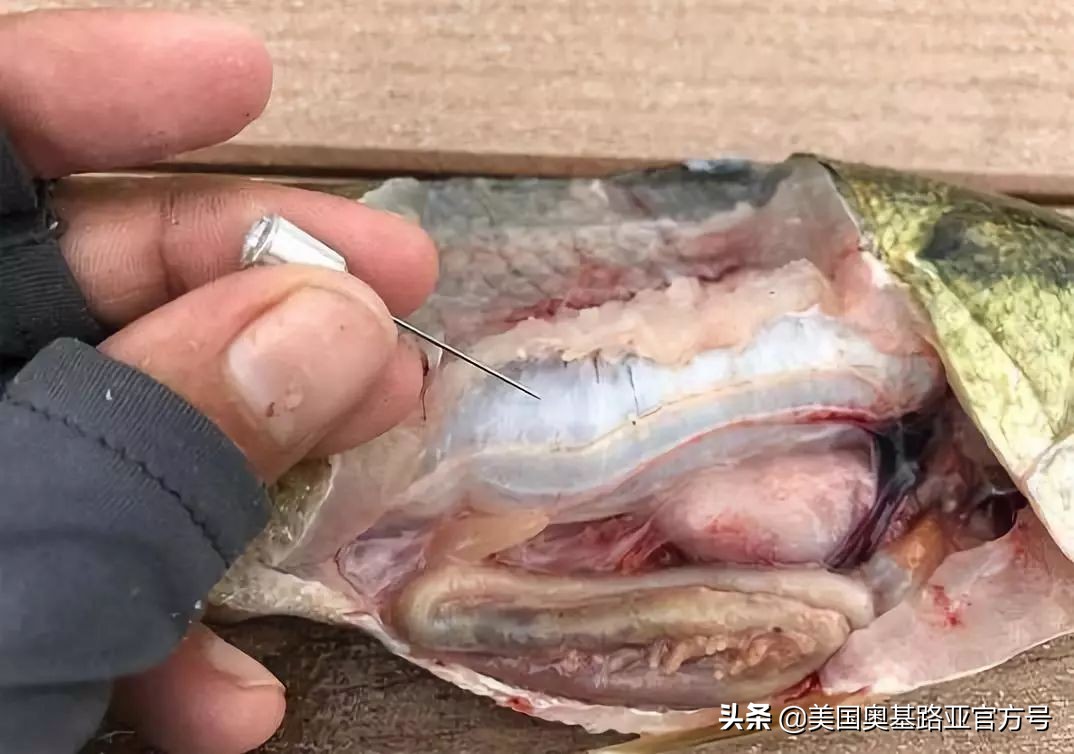 深水钓上来的鱼胀气该怎么处理,天气热路亚鱼不开口怎么办