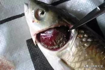 养观赏鱼放盐时为什么会死,观赏鱼外伤用黄粉行吗