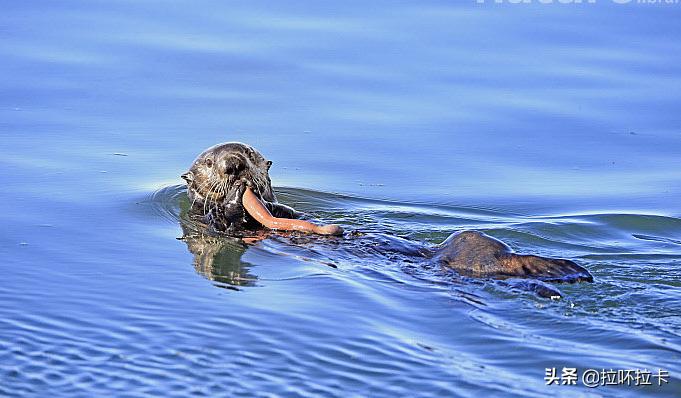 单环刺螠是腔肠动物,单环刺螠最怕什么