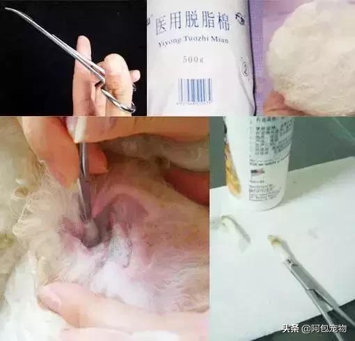 猫咪耳螨传染人吗,耳螨猫咪会传染吗