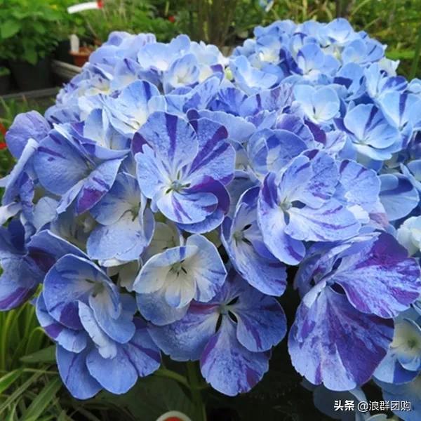 十种好看的绣球,最好看的绣球花视频