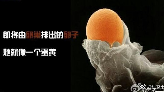 保巢口诀——天下女性的福音