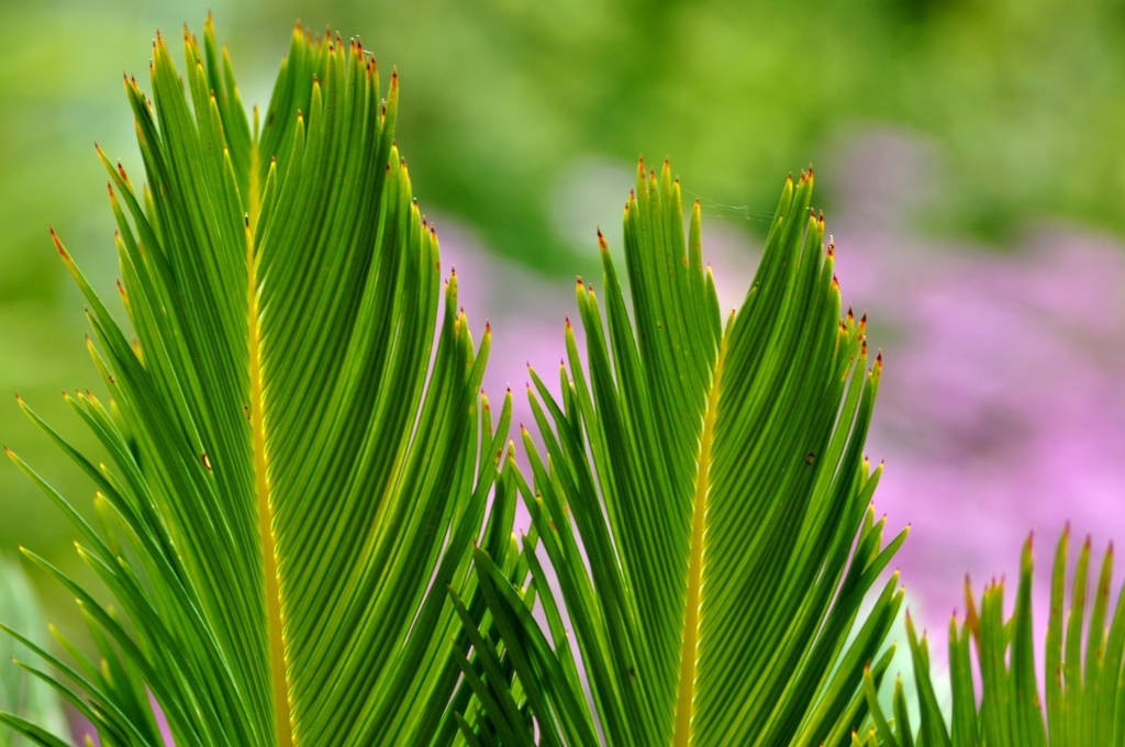 苏铁如何繁殖和栽培,台湾苏铁栽培方法