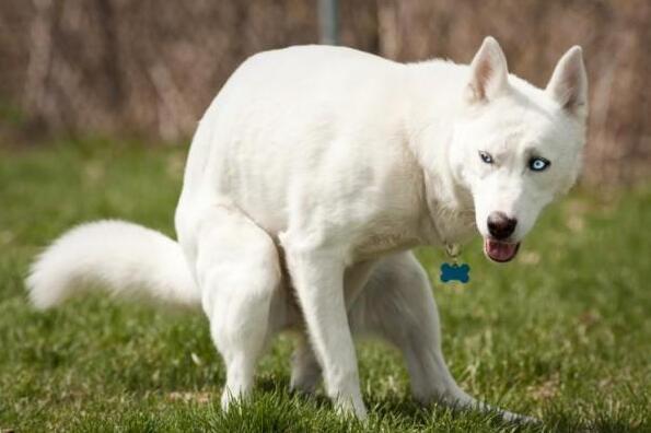 狗狗表现这几个症状离死亡不远,狗狗睾丸病变