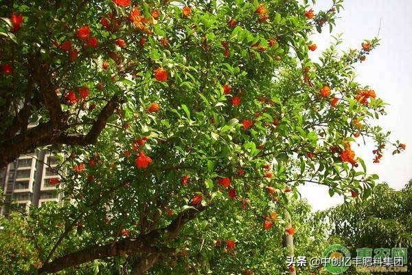 石榴树的种植与管理顺口溜,石榴树的种植与管理技术视频