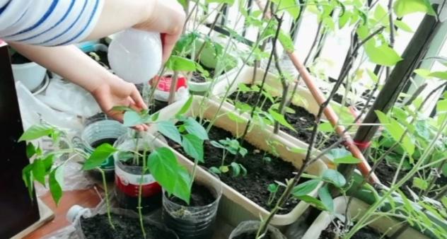 家里种菜蚜虫怎么治,盆栽植物蚜虫有什么方法去除