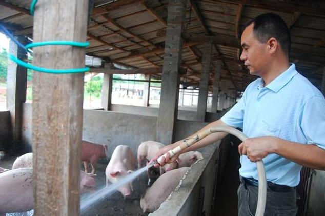 夏季高温猪容易中暑怎么办?四个妙招教你快速抢救