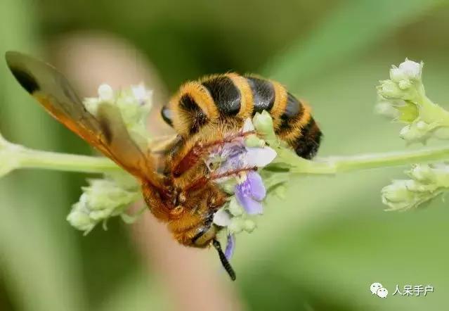人工养殖的天敌昆虫,昆虫天敌大全