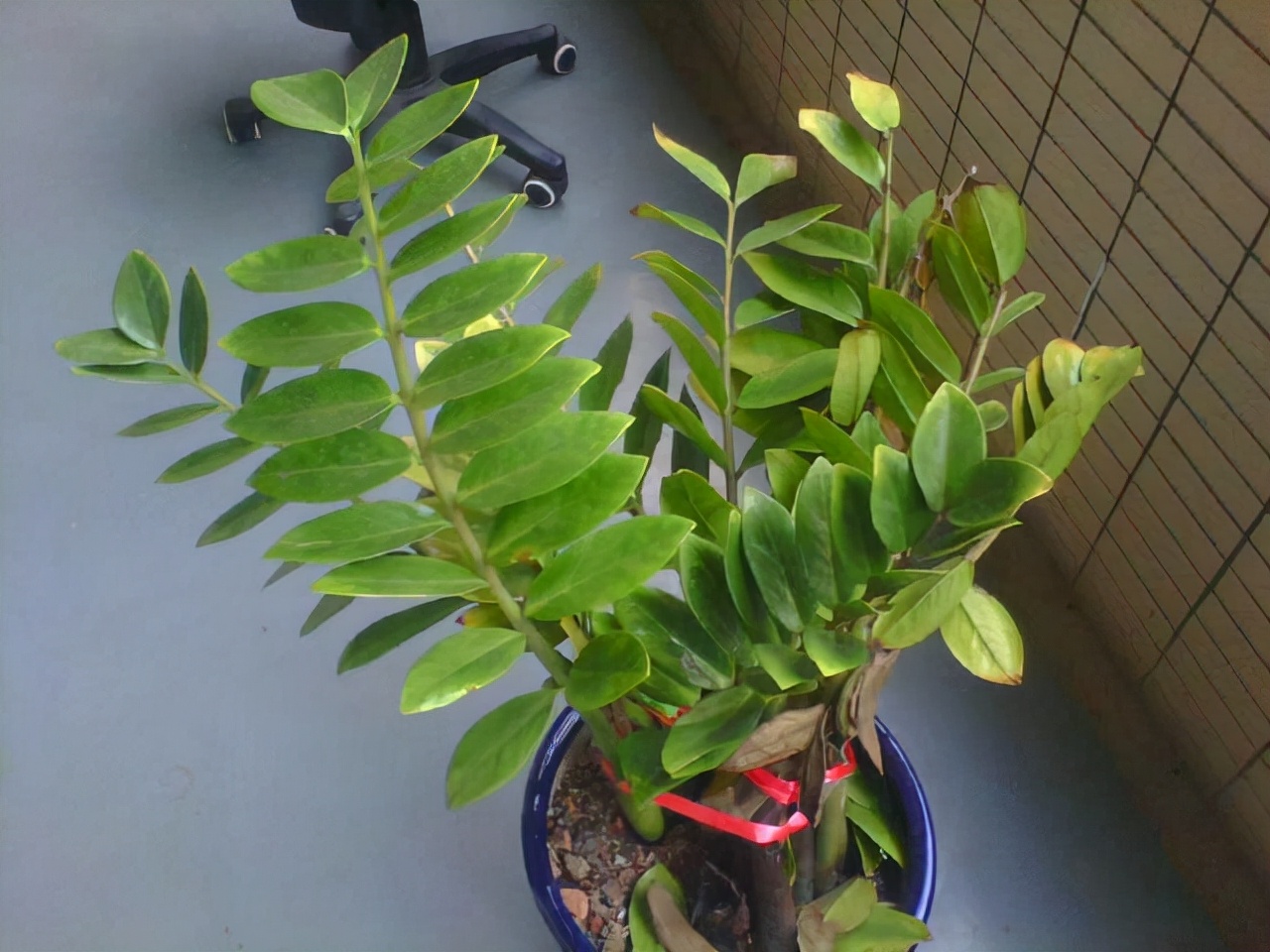 室内什么花好养一年四季都不死,室内放什么花吸收甲醛最好