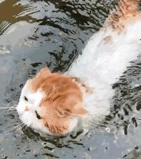 猫咪为什么讨厌洗脚呢,为什么猫咪讨厌水啊
