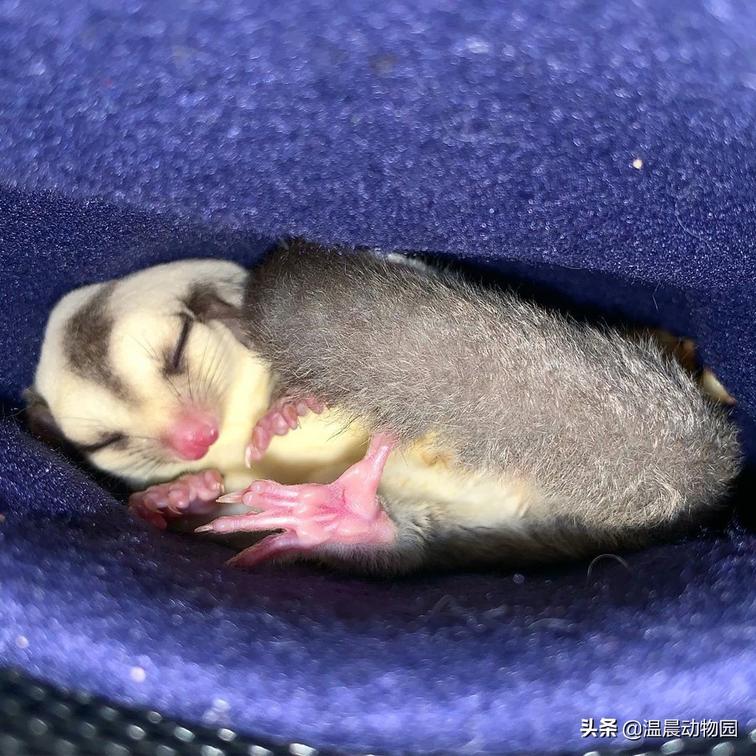 蜜袋鼯怕人怎么克服,蜜袋鼯刚到家怕狗