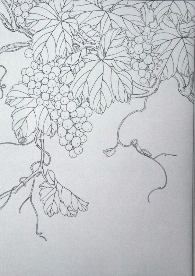 工笔勾线葡萄的画法,工笔画葡萄的上色画法步骤