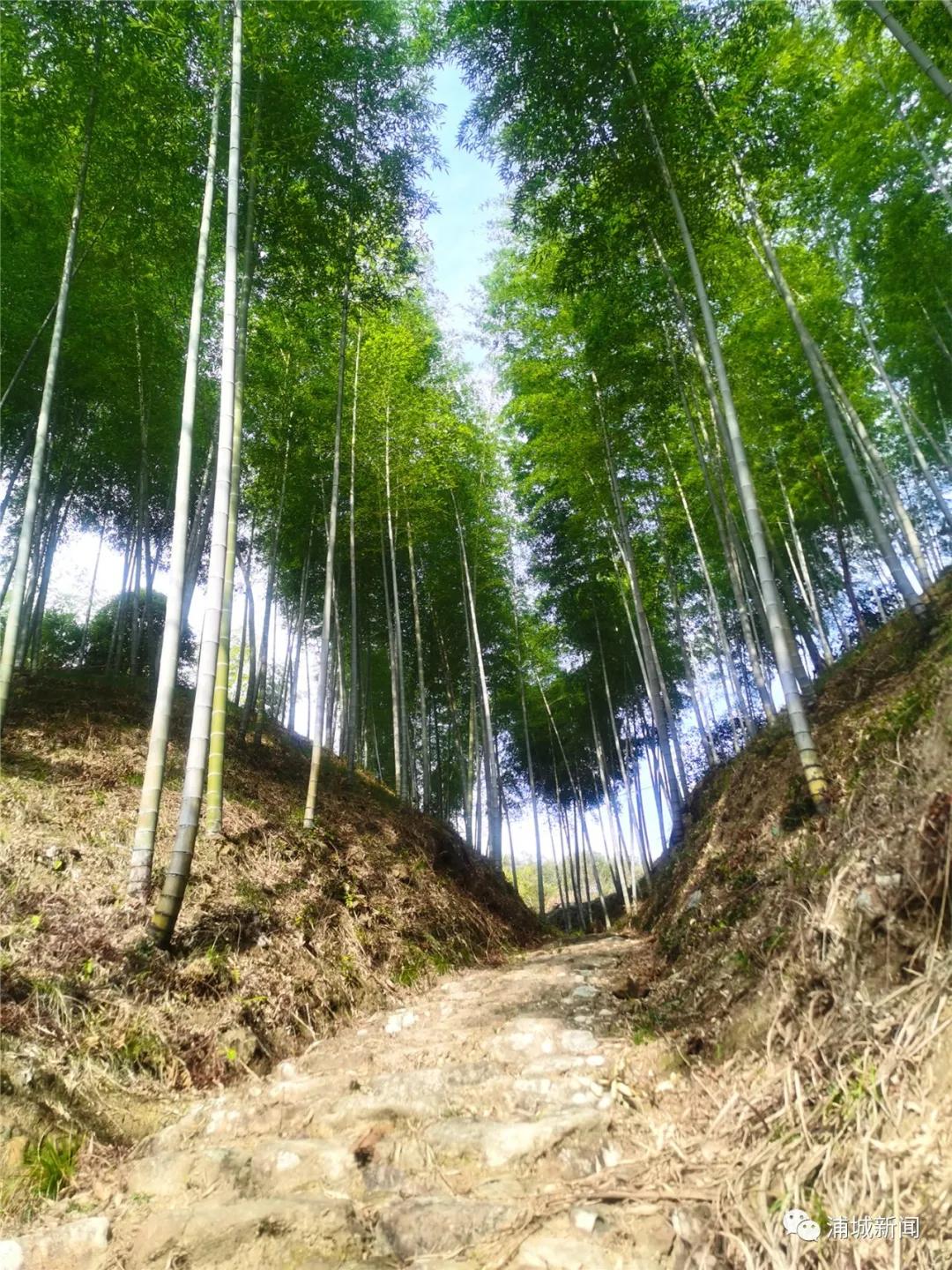 当“防疫”遇上“春耕”，浦城这个村的做法值得参考