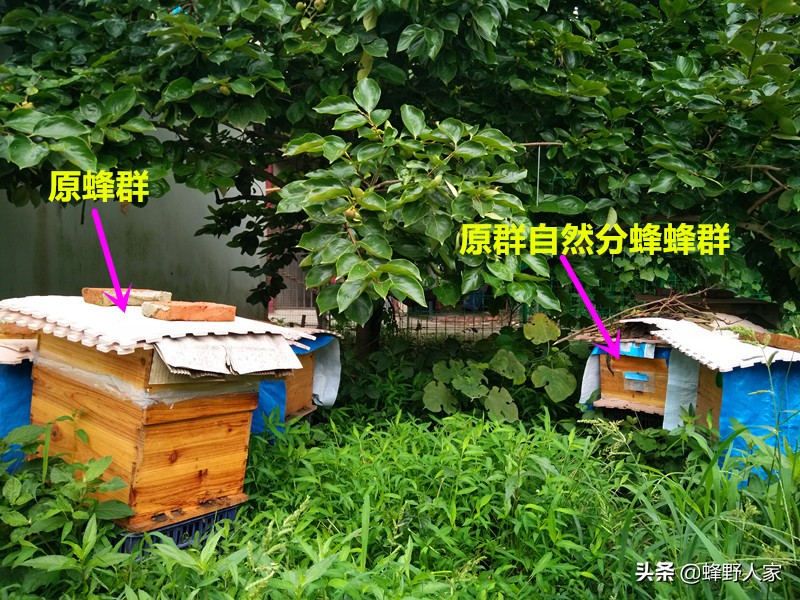 人工如何原地分蜜蜂,如何快速诱来分蜂群