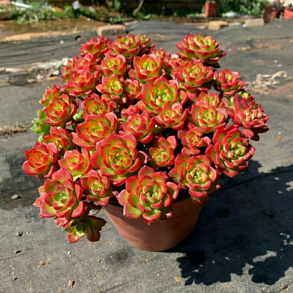 适合做老桩的多肉，才是适合我们普通人的多肉老桩