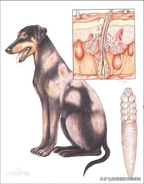 螨虫皮肤病狗狗怎么治疗,狗狗常见螨虫皮肤病用什么药