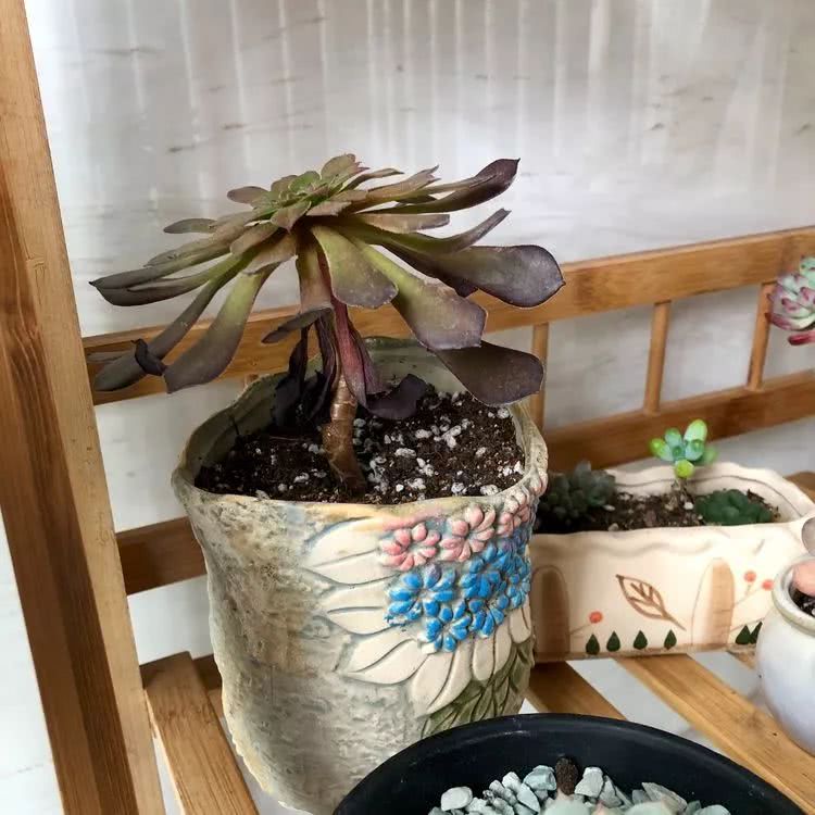 新手小白入坑多肉必看攻略,多肉新手入坑必备指南