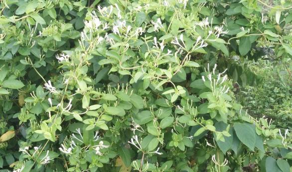 整合——28种青草药,赶快收藏备用!