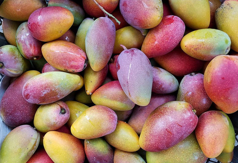 树上贵妃芒怎么样才算成熟,海南树上熟贵妃芒5斤