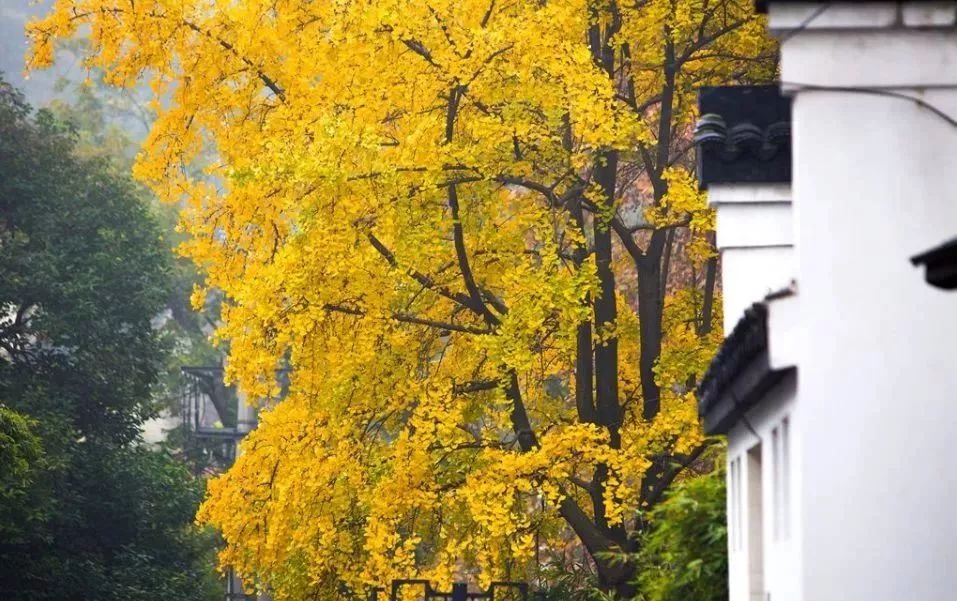 南京免费的公园,太全了