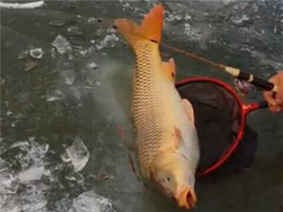 黑坑钓鲫鱼塘底有淤泥怎么调漂,黑坑泥浆层厚怎么调漂钓鲤鱼