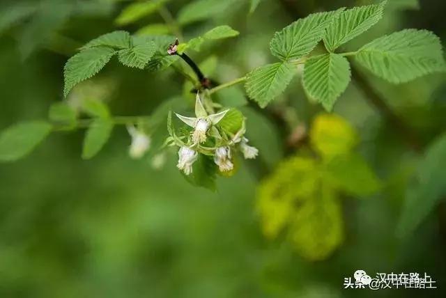 探秘汉中,汉中一村子窜入野生羚牛