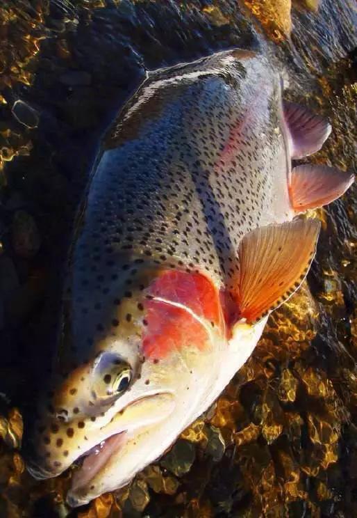 开海特价海鲜,开海的海鲜视频