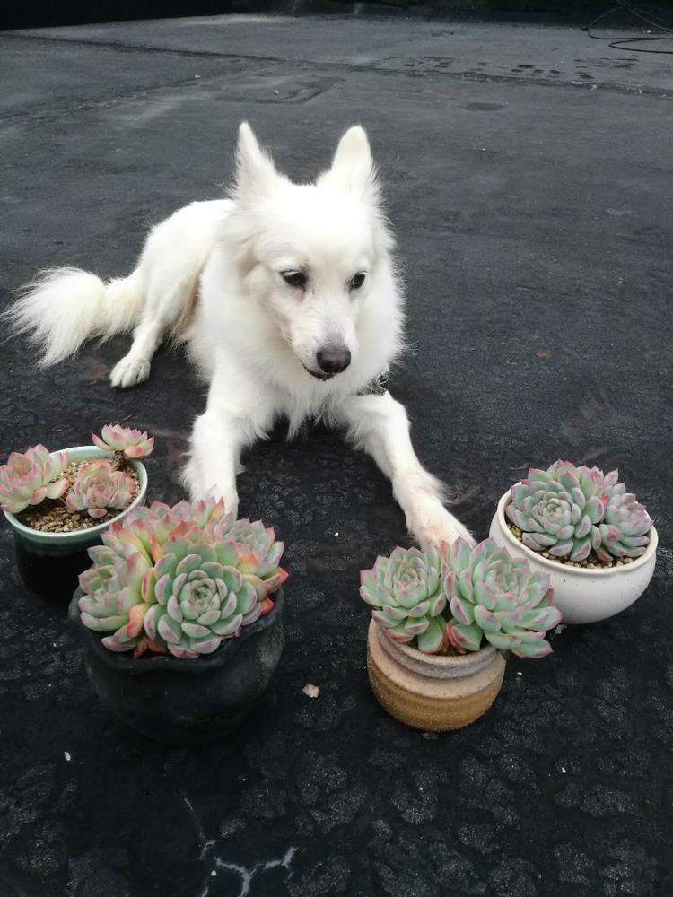 误打误撞的多肉情缘,带我走进多肉小世界!