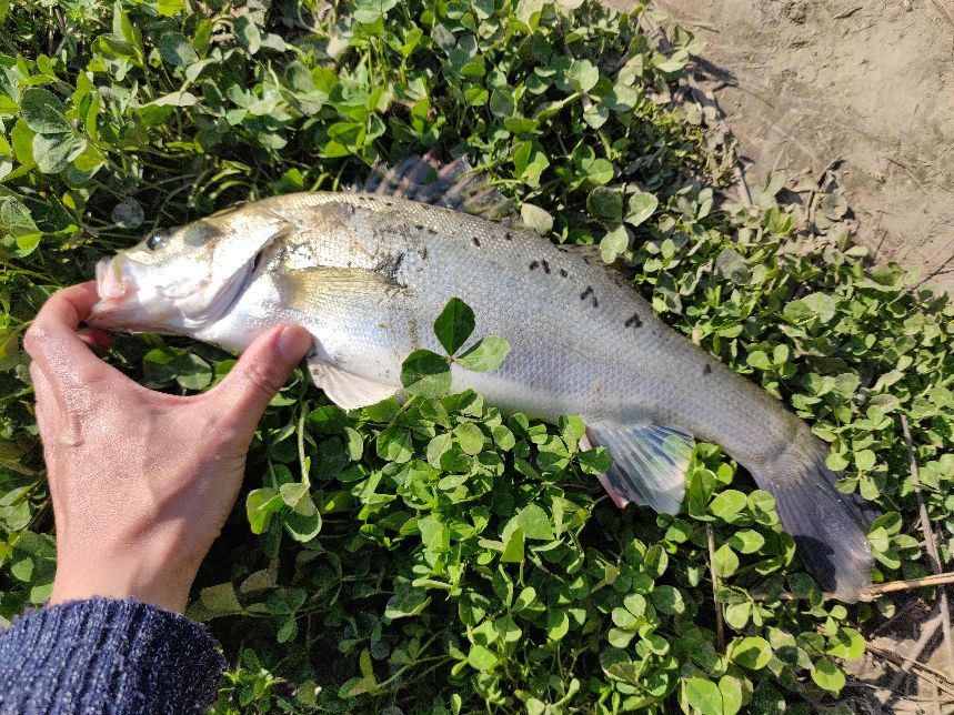 路亚钓海鲈鱼视频,女路亚钓手钓海鲈鱼