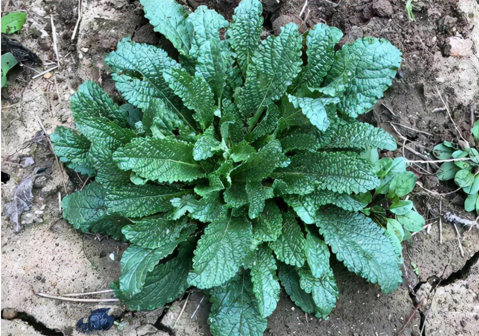 常被误认成薄荷，却是“荔枝草”，若遇到了，记得薅一把带回去