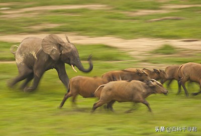 在非洲的热带雨林里,还生活着第三种大象——非洲森林象
