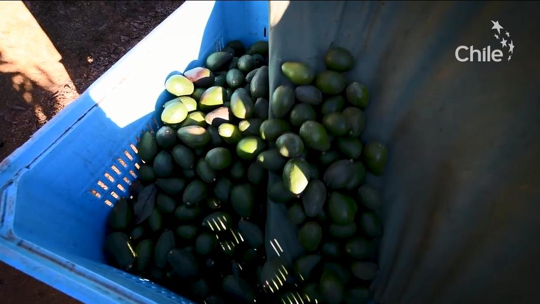 从南美的秘鲁进口水果到中国,秘鲁牛油果是哪里的