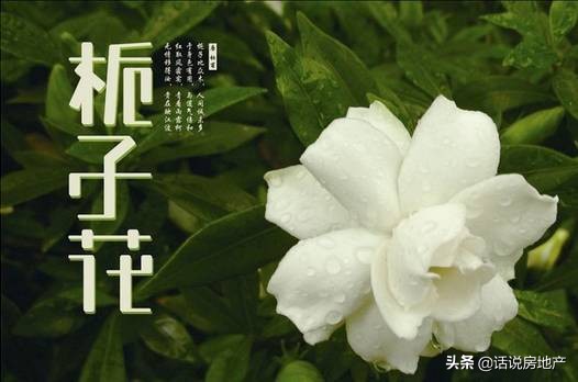 养好花六大关键十年养花经验总结,各种花卉养花技巧知识大全合集