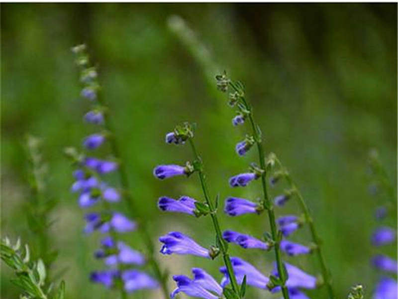 中草药半枝莲,中药半枝莲草功效作用