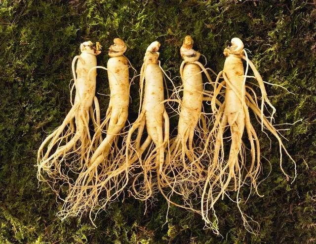 农村野菜别名野人参,农村这种土人参有什么功效