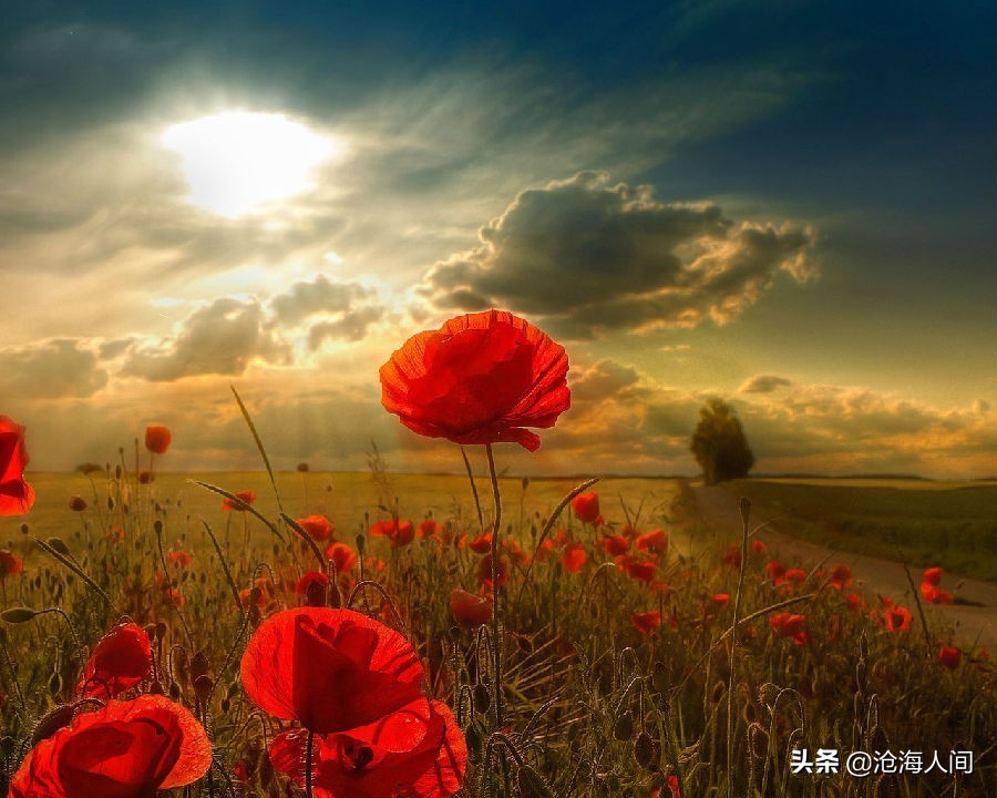 鲍勃迪伦音乐全集,blowinginthewind鲍勃迪伦