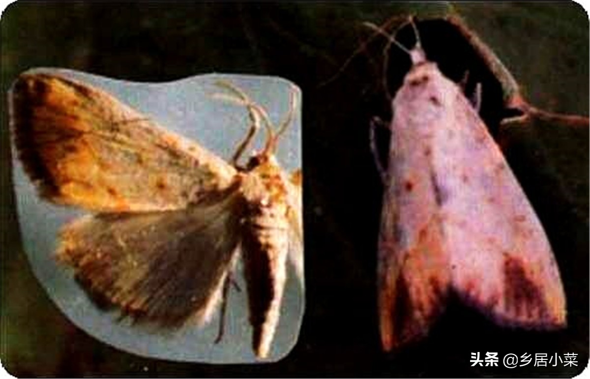 种植的菠菜根烂了怎么处理,菠菜虫害防治