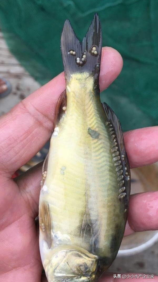 鱼得了孢子虫病如何治疗,孢子虫水产养殖最佳治疗方法