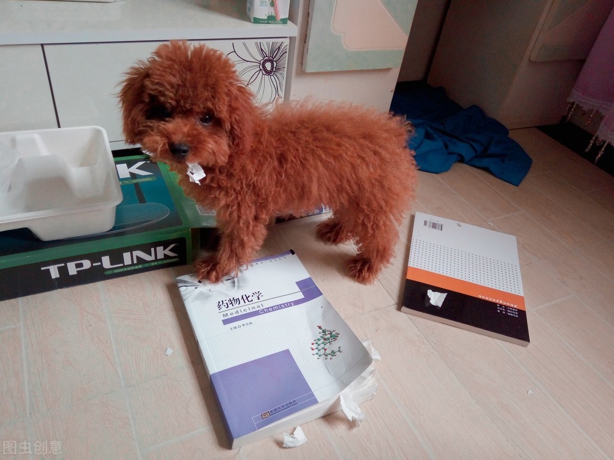 泰迪狗狗咬人怎么惩罚,泰迪大小便怎么惩罚