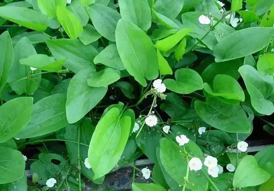 一次性摘各种各样的水果,一次性种很多草莓会怎么样