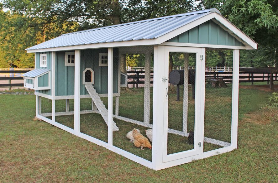 奇葩养宠物,可以合法饲养的奇葩宠物