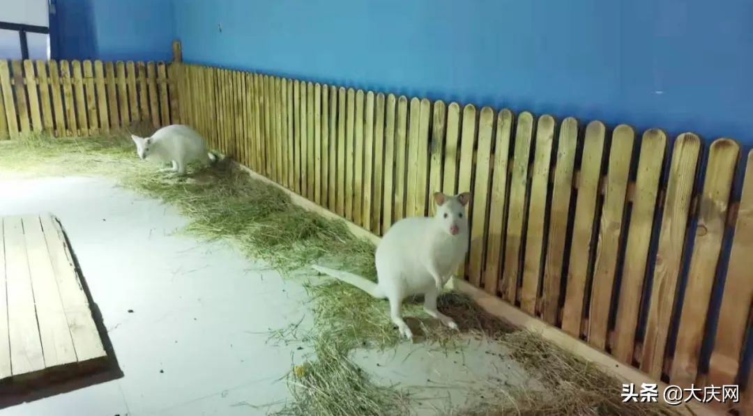 受伤，断趾，一股恶心味儿……哈尔滨竟存在这样一个动物园，看完扎心了