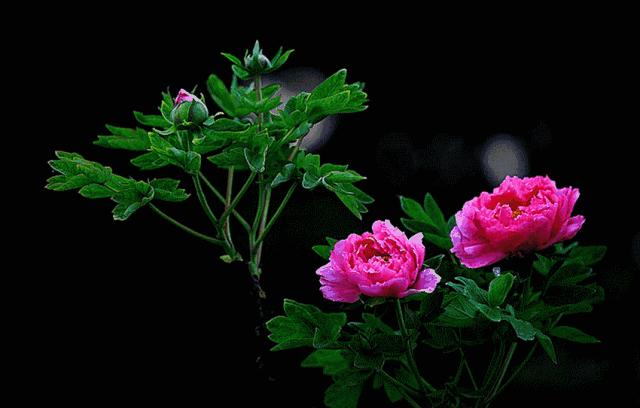 重阳节祝天下所有的父母身体健康,愿天下父母重阳节日幸福快乐