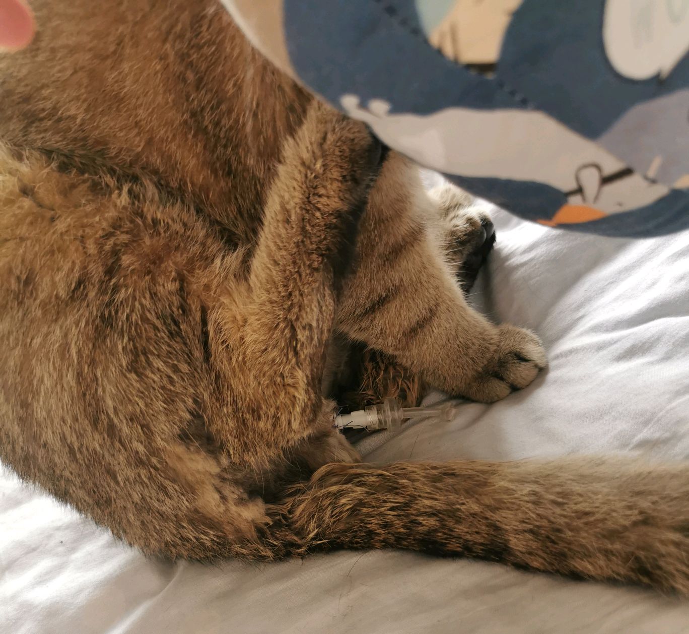 猫咪导尿后3天尿血,猫咪导尿费用多少钱