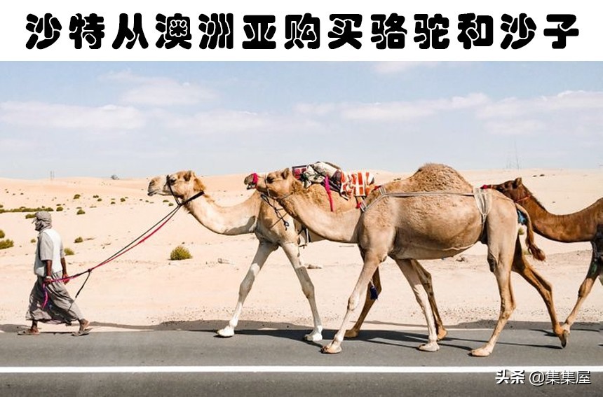 水獭相关知识科普,关于水獭的知识科普